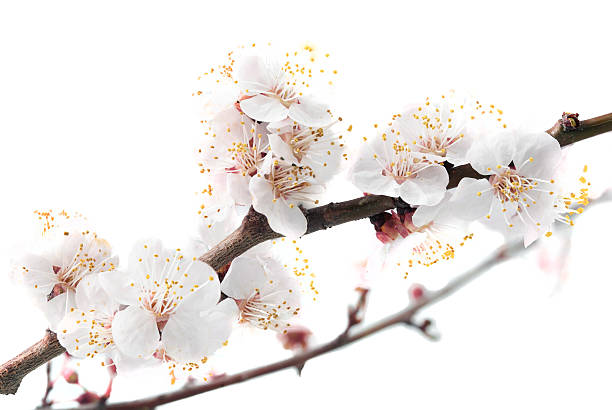 istock Branch with blossoms. Isolated on white background. 178623492