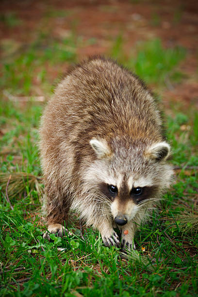 istock North American Raccoon 178623561