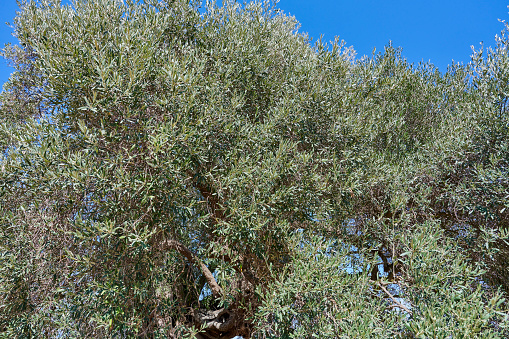 Fresh pressed extra virgin olive oil and olive branches full of olive against with blue sky