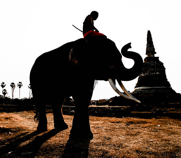 istock elephant silhouette sunset in the local 178623778