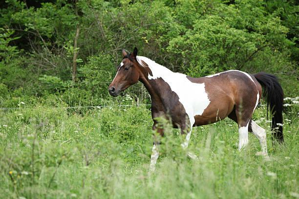 istock Skewbald horse running 178623851