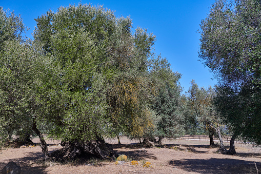 Millenary olive tree at very old orchard known locally as S'Ortu Mannu. The trees in this field are considered among the oldest tree in the Italy. Villamassargia. Sud Sardegna Province. Sardinia island. Italy.