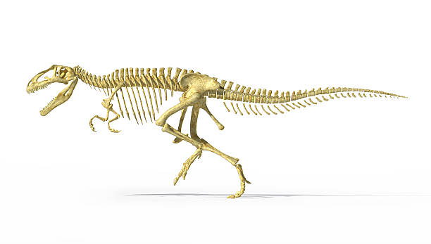 istock Gigantosaurus dinosaurus full photo-realistic skeleton, side view. 178623990