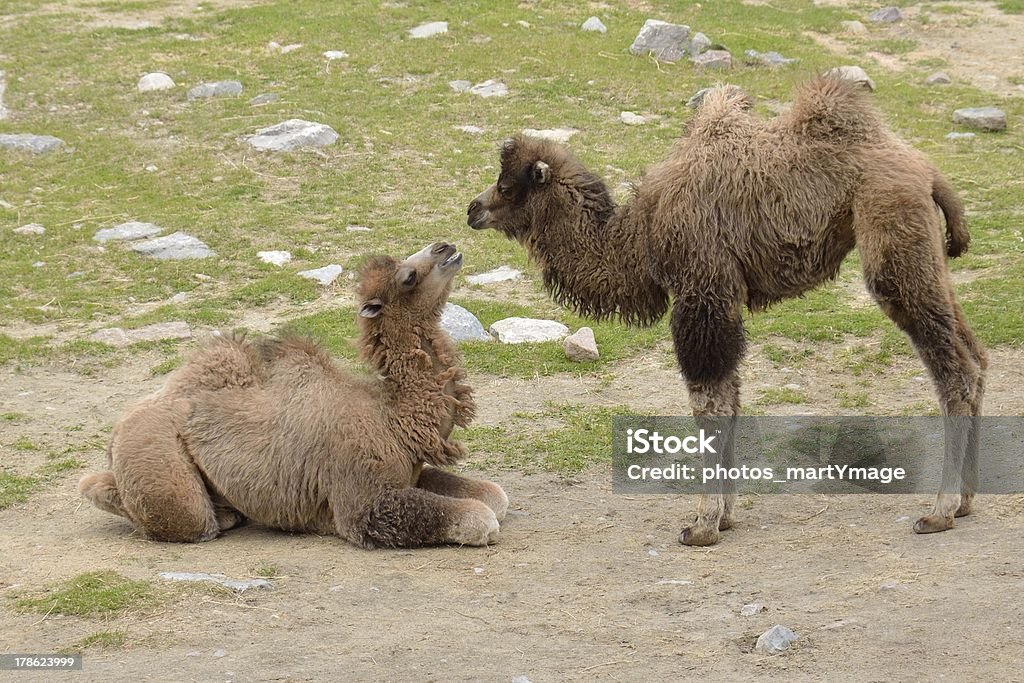 baby camel two camels face-to-face babies, one is lying, the other standing Animal Stock Photo