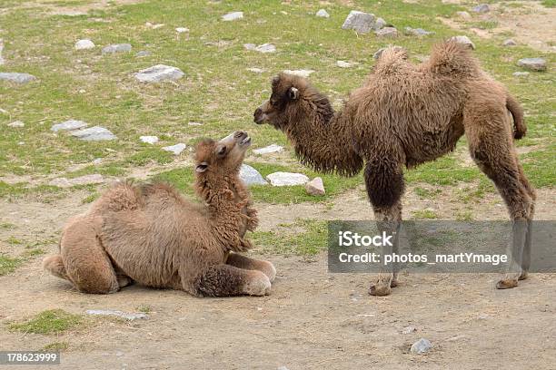 Baby Camel - zdjęcia stockowe i więcej obrazów Azja - Azja, Baktrian, Bez ludzi