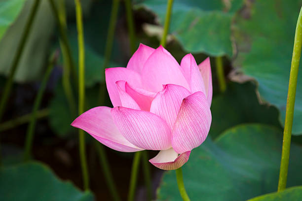 istock blooming lotus flower under morning sunshine 178624545
