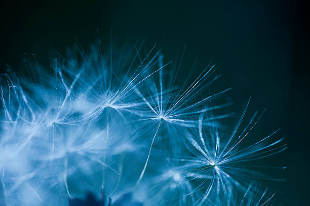 istock macro detail of dandelion 178624940