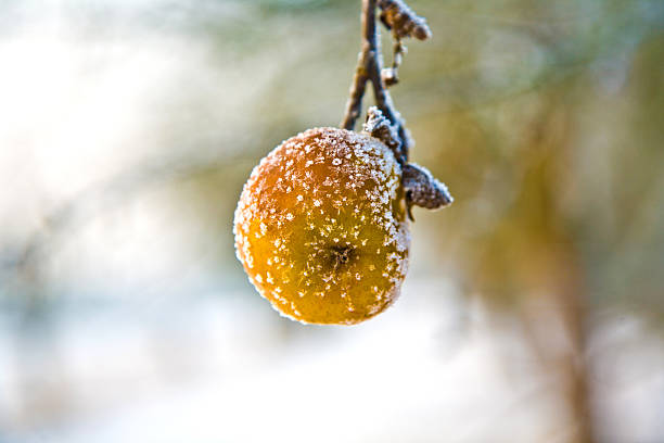 istock frozen apples in wintertime at the tree 178624946