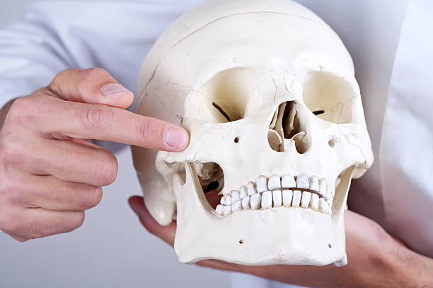 istock doctor showing zygomatic bone 178625031