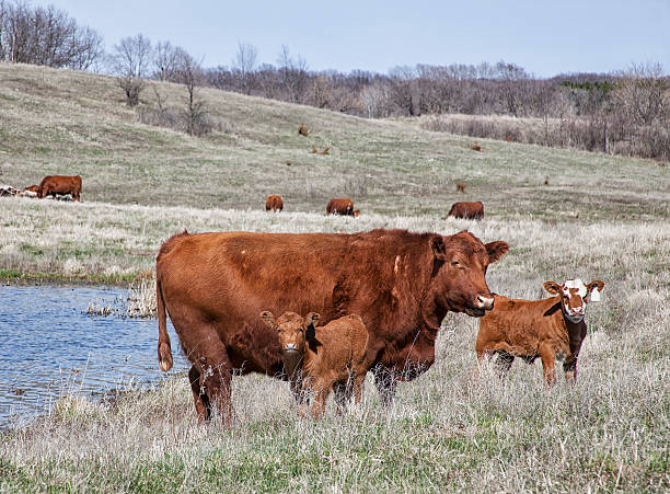 Red angus cow with calves Healthy, organic, grass fed red angus cows with calves.  Springtime in Wisconsin. grass fed stock pictures, royalty-free photos & images