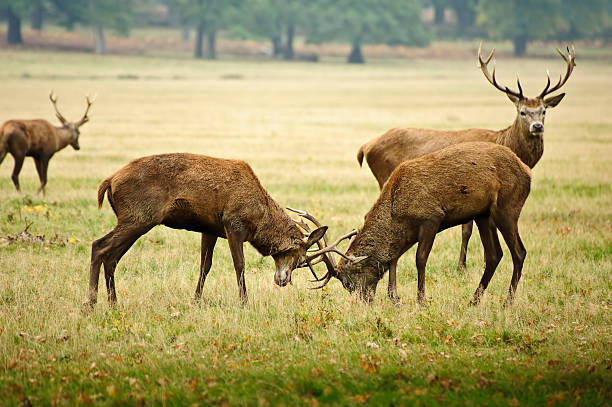 istock Red deer stags jousting with antlers in Autumn Fall 178625427