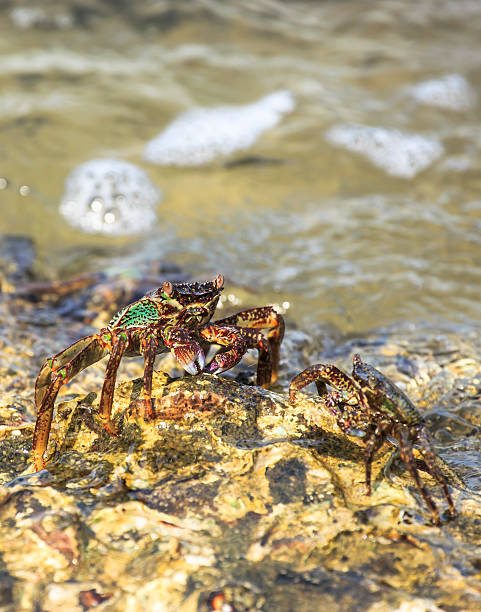 istock Crab crawling on rock with sea 178625461