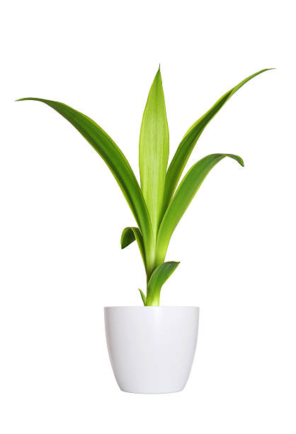 Houseplant - yang sprout of Yucca a potted plant isolated over white