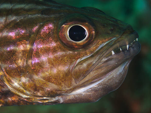 istock Cardinalfish with Eggs in the Mouth, Kardinalbarsch (Cheilodipterus intermedius) 178625569