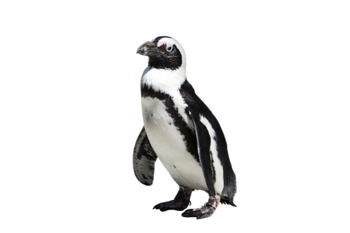 Spheniscus demersus pingüino africano Aislado en blanco photo