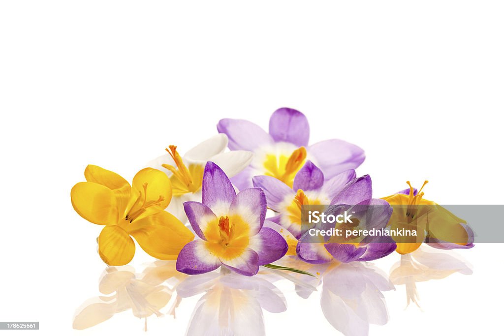 crocuses - Photo de Beauté libre de droits