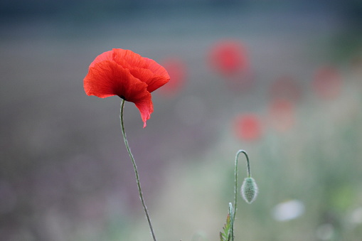 A Red poppy flower in spring in a field