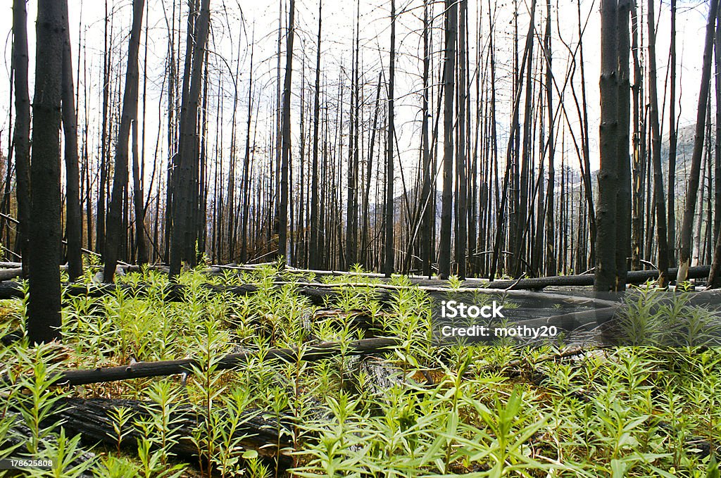Forrest Fire New Growth A fire burnt forrest starts to show signs of new life and growth as bright green plants sprout up from the burnt landscape Animal Wildlife Stock Photo