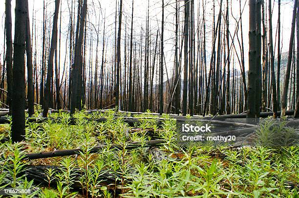 Forrest Fire New Growth Stock Photo - Download Image Now - Animal Wildlife, Arson, Burnt