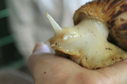 A large Achatina snail is sitting on an arm close-up. Snail Farming: An Alternative Source of Protein.