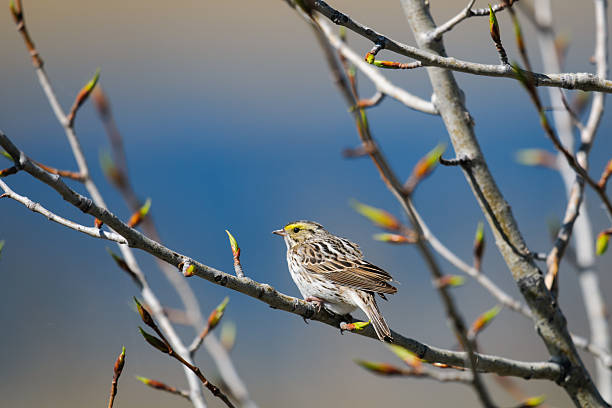 gorrión sabanero (passerculus sandwichensis) - passerculus sandwichensis fotografías e imágenes de stock