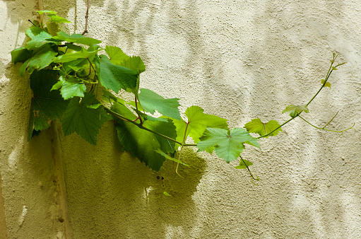 Green vine plant with branches climbing on a building with stone walls on the island Malta in spring.