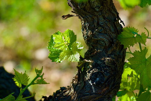 Vine plant with fresh green leaves on a vineyard in summer in France.