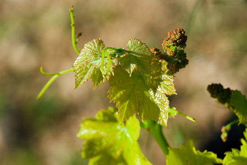 Vine plant with fresh green leaves and a small bunch of unripe berries on a vineyard in summer in France.