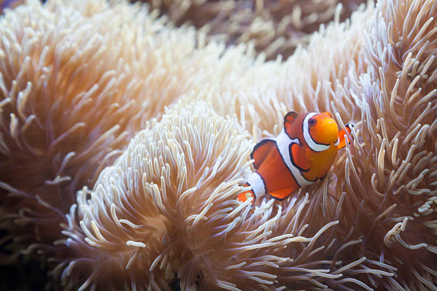 istock Beautiful Clownfish and Sea Anemone 178626104