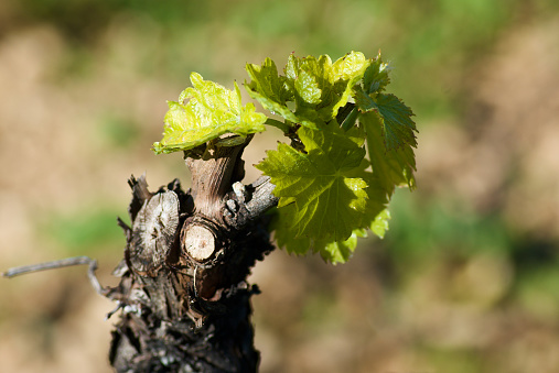 Close-up of a vine plant with fresh green leaves on a vineyard in summer in France.