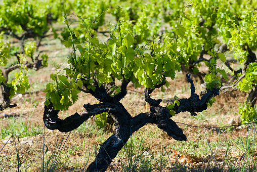 Vine plants with fresh green leaves on a vineyard in summer in France.