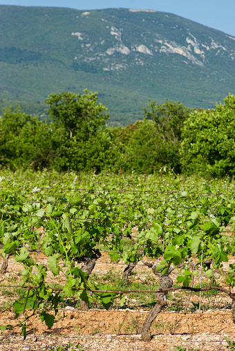 Agricultural landscape with vine plants on a vineyard with Mont Ventoux in the background in summer in France.