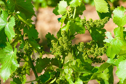 Vine plant with fresh green leaves and bunches of small unripe berries on a vineyard in summer in France.