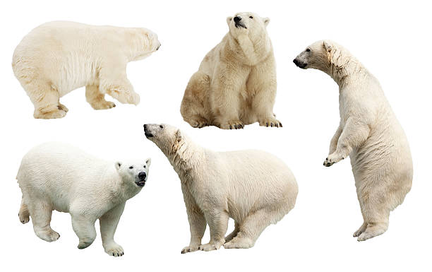 istock Set of polar bear. Isolated over white 178626208