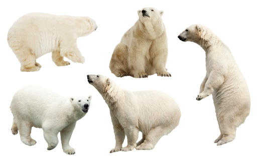 Set of polar bear. Isolated over white background