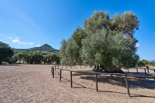 Traditional landscape of the Alentejo with cork trees, Portugal