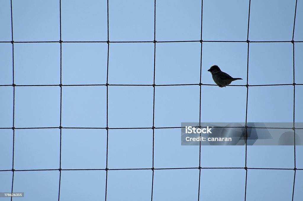 鳥の目標： - 網状のロイヤリティフリーストックフォト