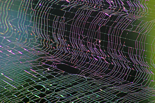This artistic macro image of a Joro spider's web shows details of its almost matrix like tunnel form.