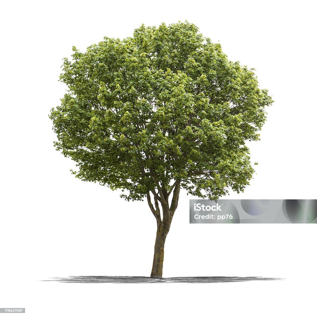 녹색 나무 흰색 배경 - 로열티 프리 0명 스톡 사진