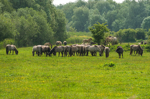 istock Wild horses in a sunny meadow 178627459