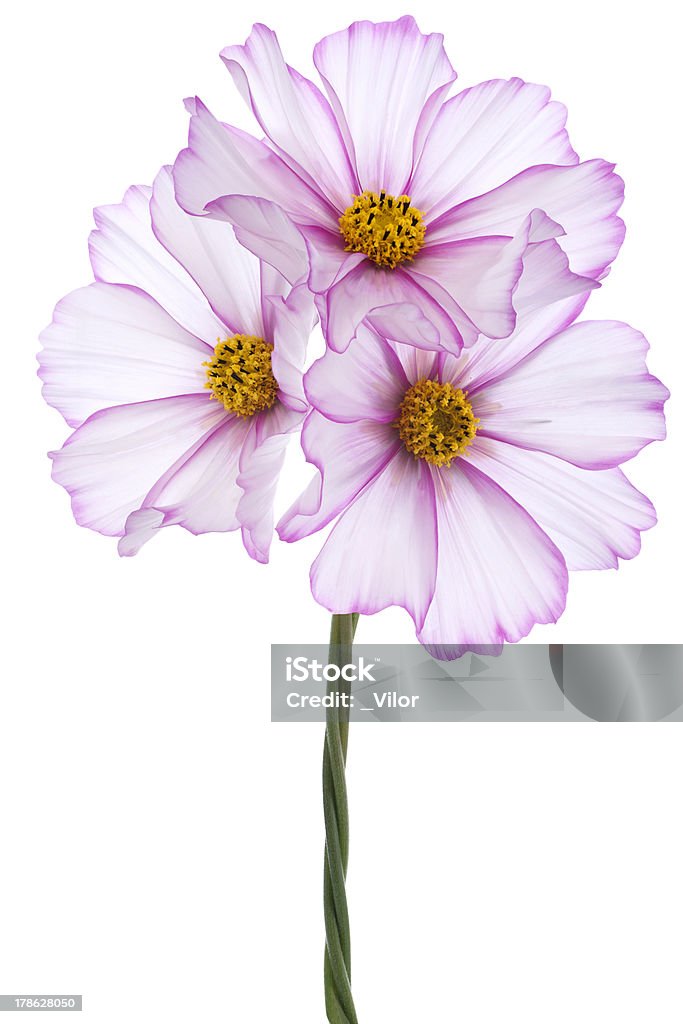 Cosmea - Foto stock royalty-free di Annuale - Attributo floreale