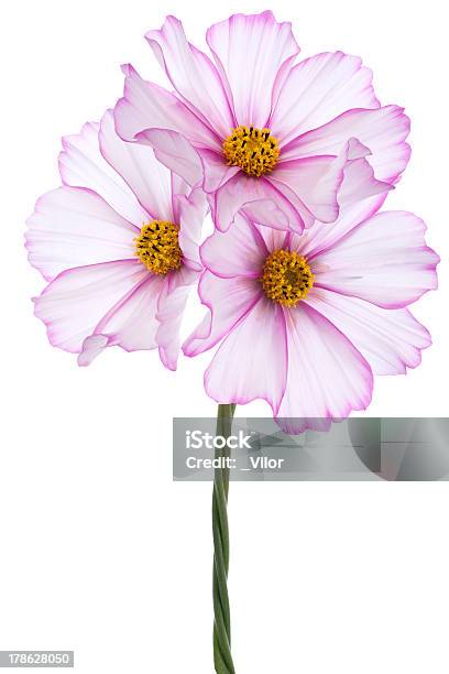 Cosmos - Fotografias de stock e mais imagens de Anual - Caraterística da planta - Anual - Caraterística da planta, Argyranthemum, Beleza