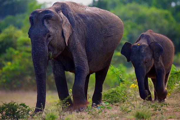 istock Pregnant elephant with baby 178628067