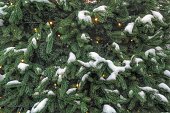 Close-up of fresh blue spruce branches with garland glowing lights and snow. Composition landscaping in japanese garden. Nature botanical evergreen pine coniferous plants. Christmas holiday tree decor