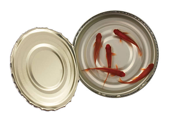 Fish alive in opened Can