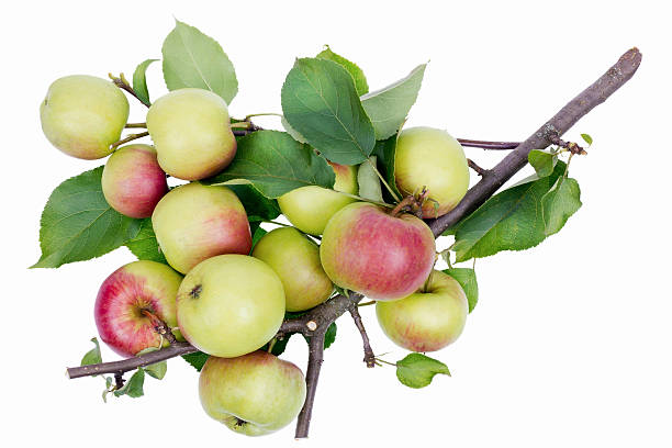 istock Real summer apples on branch isolated 178628541