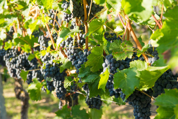 istock Large bunches of red wine grapes in vineyard. 1786285810