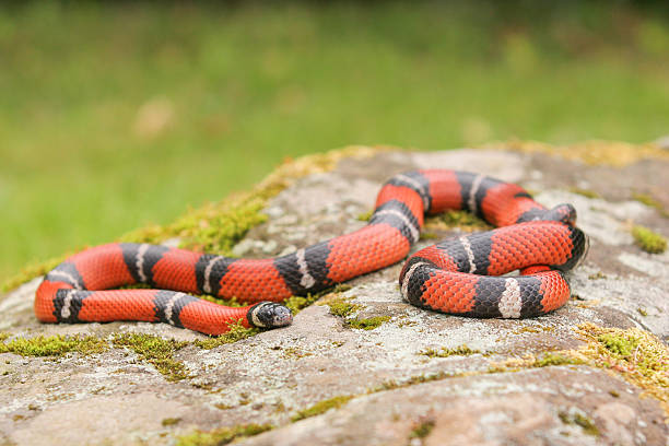 Louisiana milk snake on rock