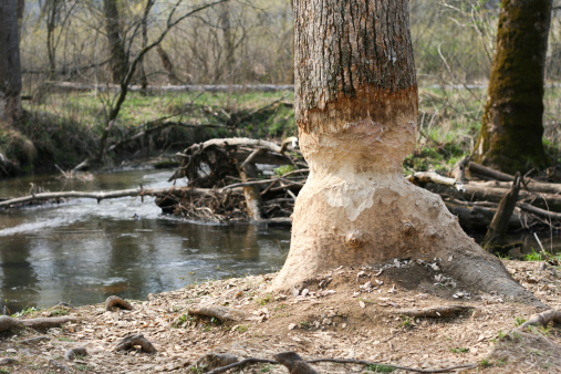Tree damaged by beaver