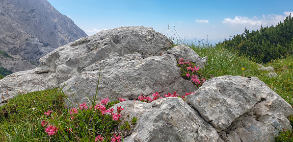 Pink mountain flowers on the rock on sunny day, Kamnik - Savinja Alps, Slovenia